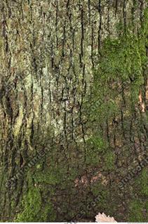 tree bark mossy 0004